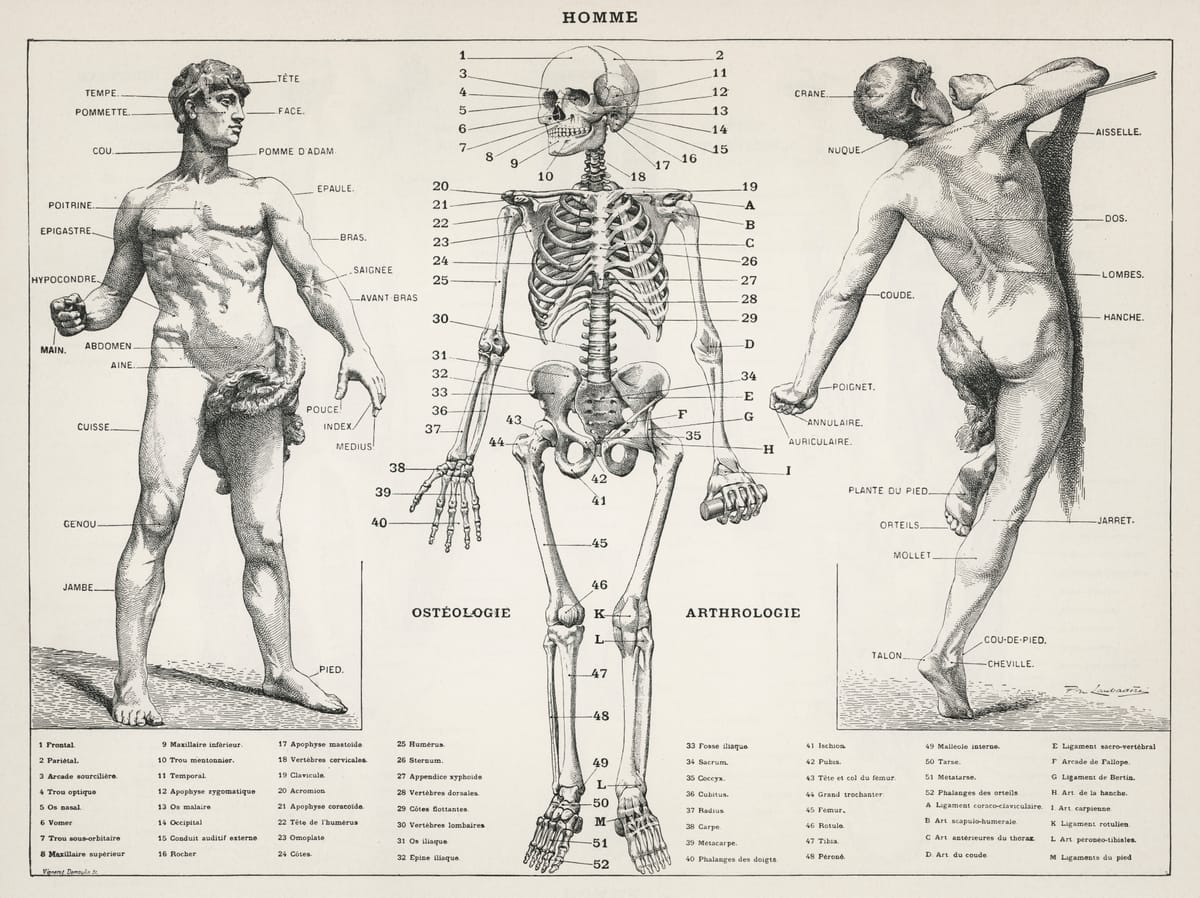 Anatomical diagram of a nude male, front and back and a skeleton with labeled body parts.
