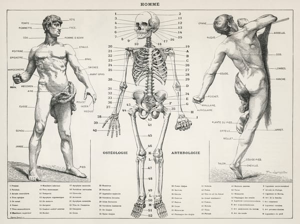 Anatomical diagram of a nude male, front and back and a skeleton with labeled body parts.